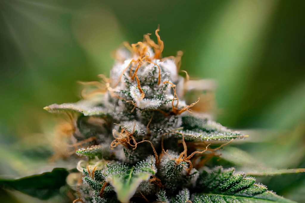 Macro photography of cannabis