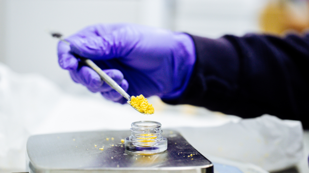 Crumble cannabis concentrate being jarred by glowved hand