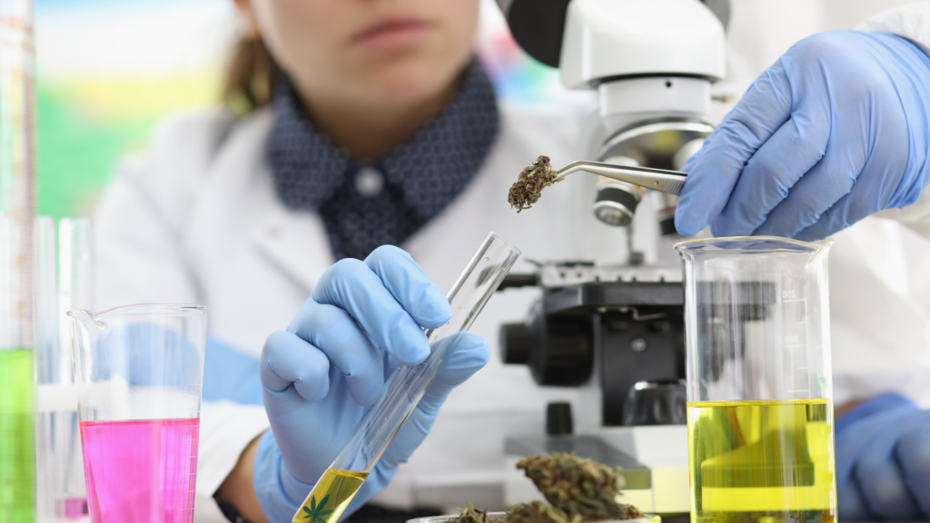 Cannabis lab testing results